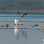 Egret Latvia by Jon Shore August 2020 72dpi-6426