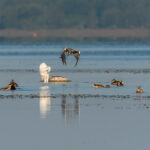 Egret Latvia by Jon Shore August 2020 72dpi-6427