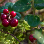 Lingonberries Latvia by Jon Shore September 2020 72dpi-6944