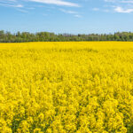 Rap Seed Flowers Spring Latvia by Jon Shore May 2020 72dpi-1748