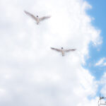 Gull Jurmala Latvia by Jon Shore April 2021 72dpi-0827-2