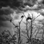 BW Crows Storm Tuja Latvia July 2017 by Jon Shore 72dpi-1948