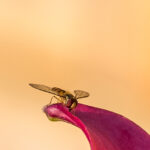 Bee Jurmala Latvia Summer by Jon Shore July 2021 72dpi-5923
