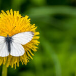 Butterfly on Dandelion Burtnieki Latvia by Jon Shore May 2021 72dpi-2158