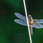 Dragonfly Burtnieki Latvia by Jon Shore June 2021 72dpi-4590