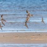 Dunlins Latvia Summer by Jon Shore August 2021 72dpi-6612