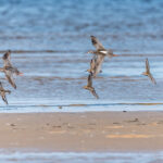 Dunlins Latvia Summer by Jon Shore August 2021 72dpi-6612