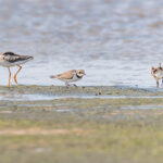 Dunlins Latvia Summer by Jon Shore August 2021 72dpi-6657