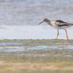 Dunlins Latvia Summer by Jon Shore August 2021 72dpi-6659