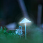 Glowing Blue White Mushroom Kemeri Latvia by Jon Shore October 2021 72dpi-2021