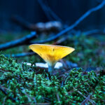 Glowing Mushroom in Blue by Jon Shore 2021 72dpi 1