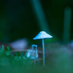 Green Forest Mushroom Autumn Kemeri Latvia by Jon Shore October 2021 72dpi-2021