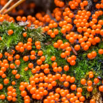 Orange Slime Autumn Kemeri Latvia by Jon Shore October 2021 72dpi-2021