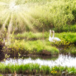 Rays of Light Swans Burtnieki Latvia by Jon Shore May 2021 72dpi-1397