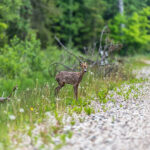 Small Deer Burtnieki Latvia by Jon Shore May 2021 72dpi-2617