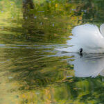 Soft Swan Latvia by Jon Shore September 2021 72dpi-8028