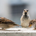 Sparrow Portraits Latvia Summer by Jon Shore August 2021 72dpi-6968