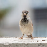 Sparrow Portraits Latvia Summer by Jon Shore August 2021 72dpi-6970