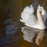 Swan Ligatne Latvia by Jon Shore October 2021 72dpi-0480