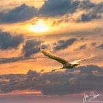 Swan Sunset Burtnieki Latvia by Jon Shore June 2021 72dpi-4677