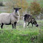 Sheep Monteleone d’Orvieto Umbria Italy November 2021 by Jon Shore 600dpi 2611 1