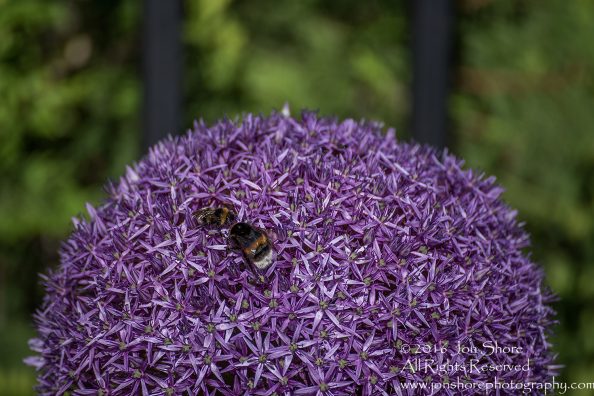 Allium Gigantic and Bees Jurmala, Latvia. Tamron 300mm