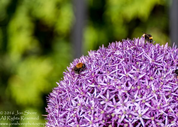 Allium Gigantic and Bees Jurmala, Latvia. Tamron 300mm
