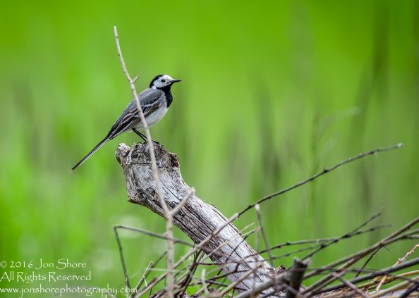 Black capped chickadee Kemeri National Park, Latvia. Tamron 600mm