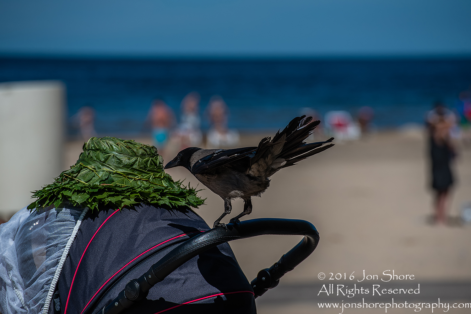 Black headed crow and grass hat Jurmala, Latvia. Tamron 300mm