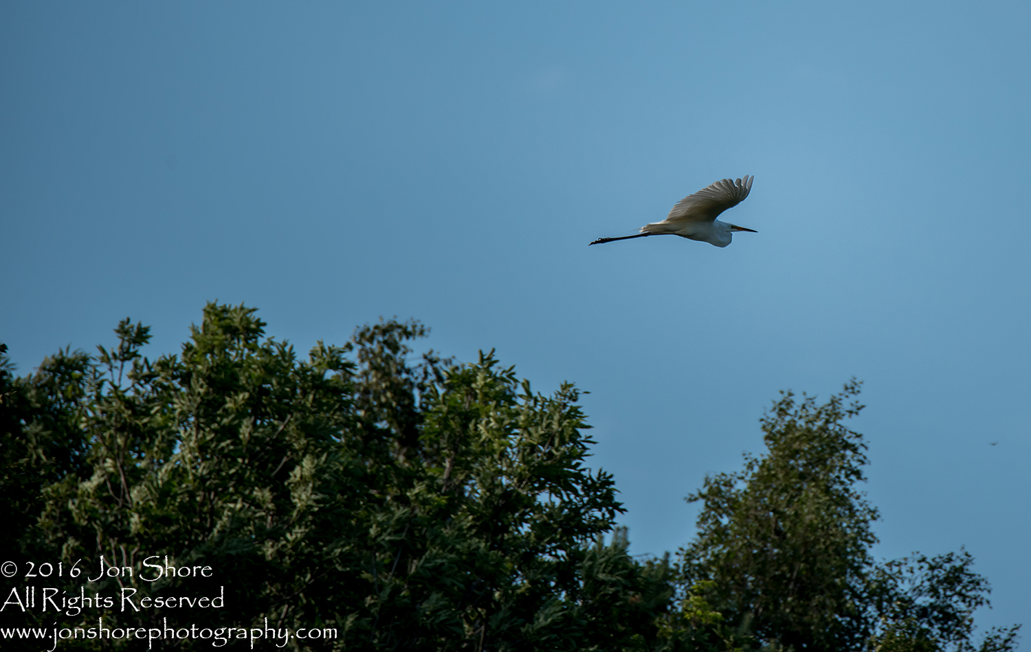 Great White Heron Kemeri National Park, Latvia. Tamron 600mm