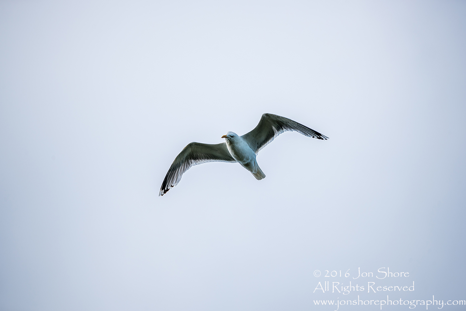Herring Gull, Kemeri National Park, Latvia. Tamron 600mm