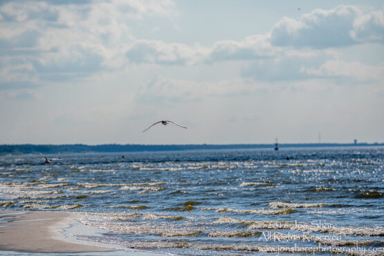 Seagull over the Baltic Sea. Jurmala, Latvia. Tamron 300mm lens
