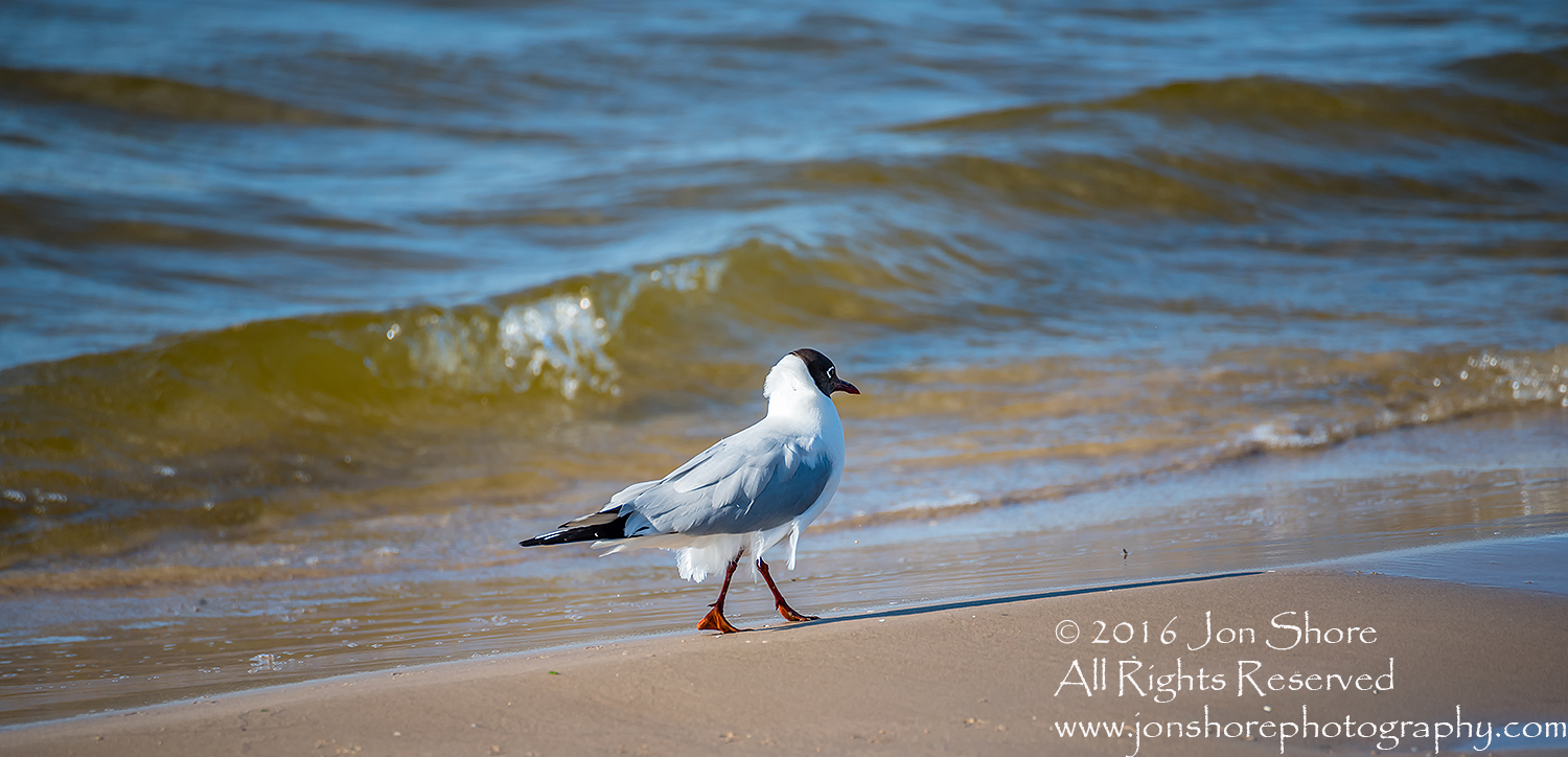 Seagull on beach Jurmala, Latvia. Tamron 300mm lens