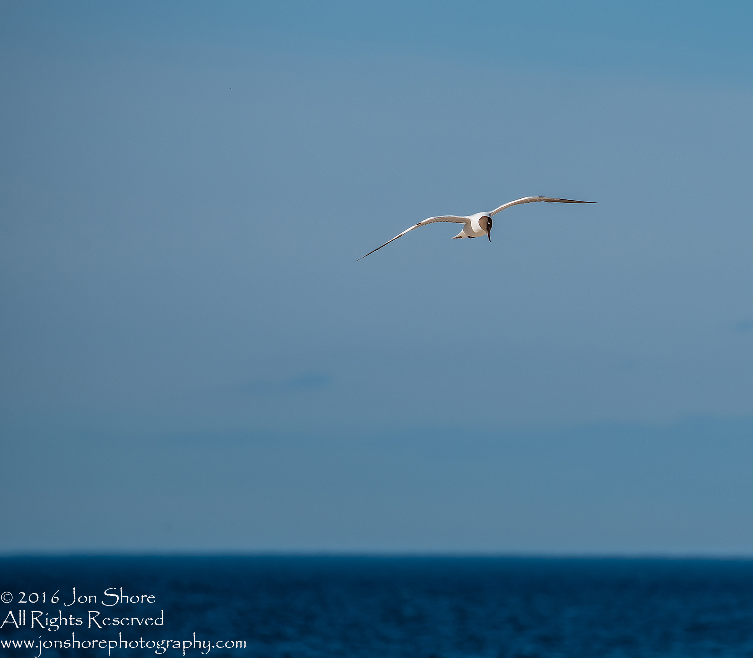 Black Headed Seagull flying over Baltic Sea. Tamron 300mm