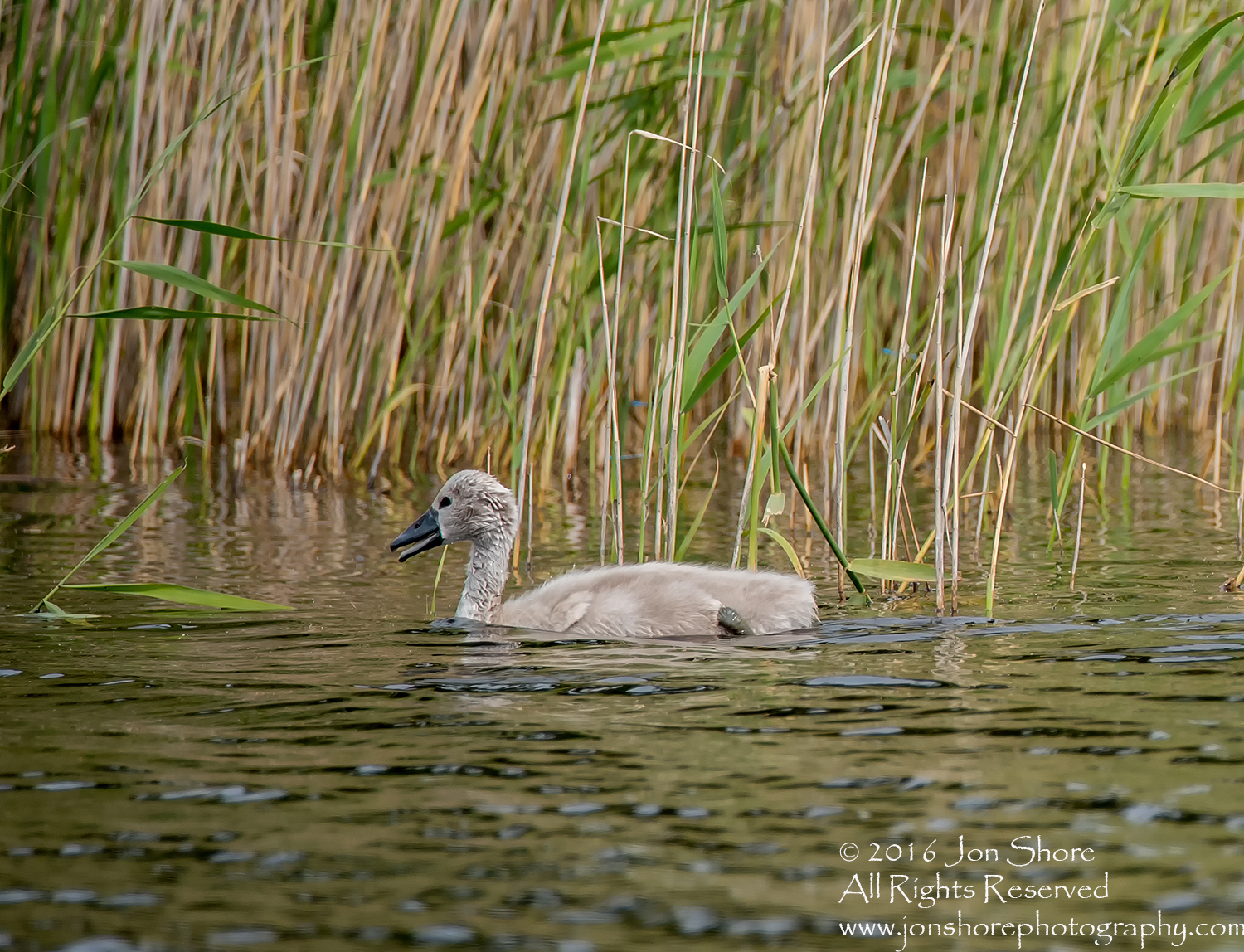 Swan and babies Kemeri National Park, Latvia. Tamron 600mm