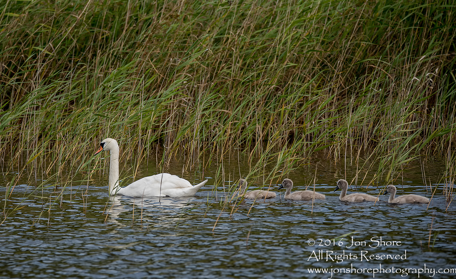 Swan and babies Kemeri National Park, Latvia. Tamron 600mm