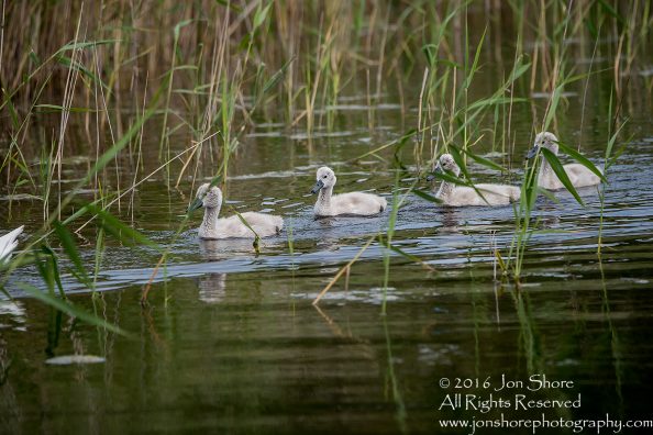 Swan and babies Kemeri National Park, Latvia. Tamron 600mm