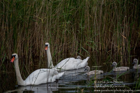Swan and babies Kemeri National Park, Latvia. Tamron 600mm