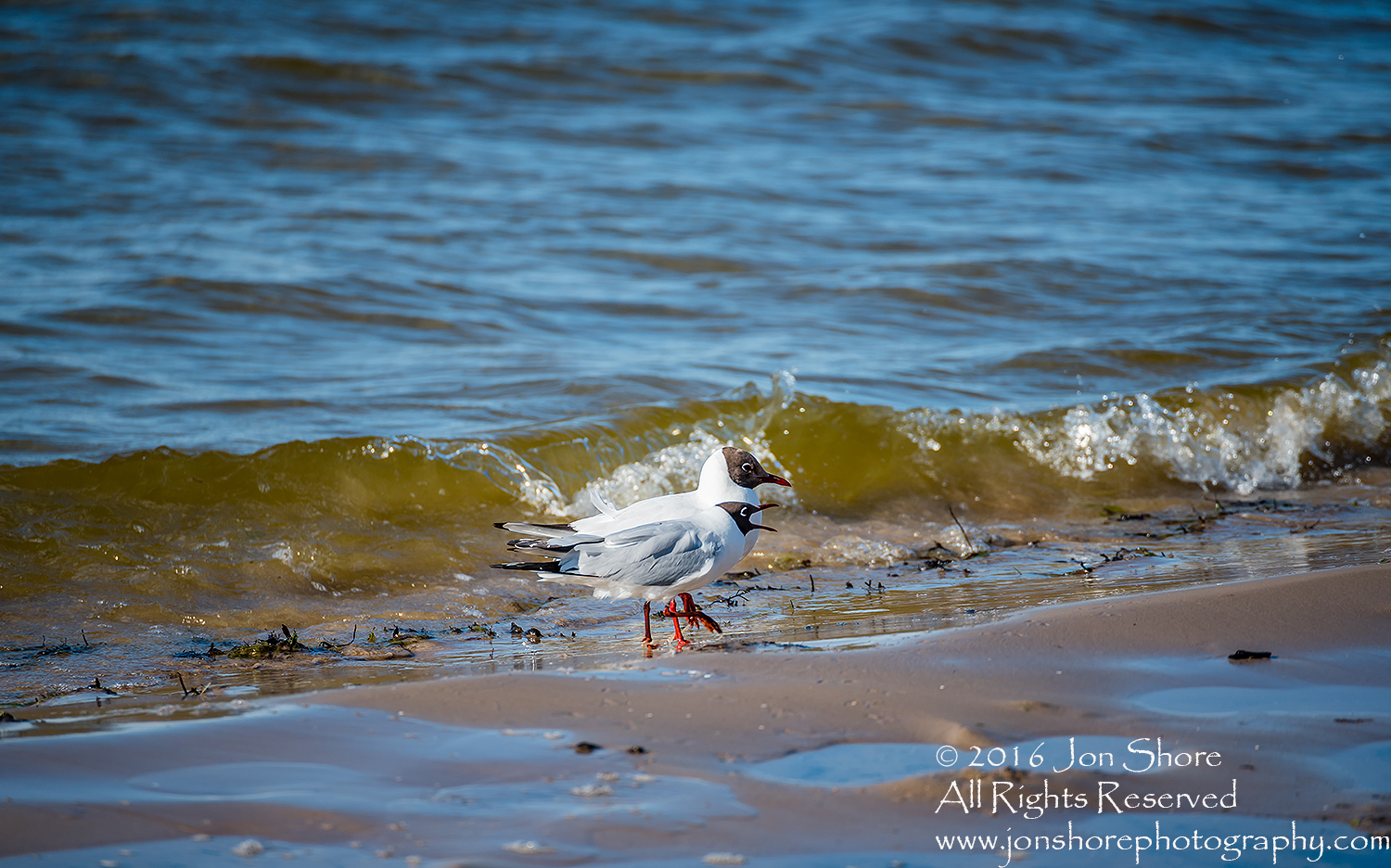 Two Seagulls walking along on Jurmala Latvia Beach. Tamron 300mm lens