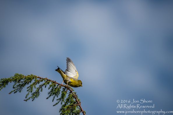 Green Finch Kemeri National Park, Latvia. Tamron 600mm