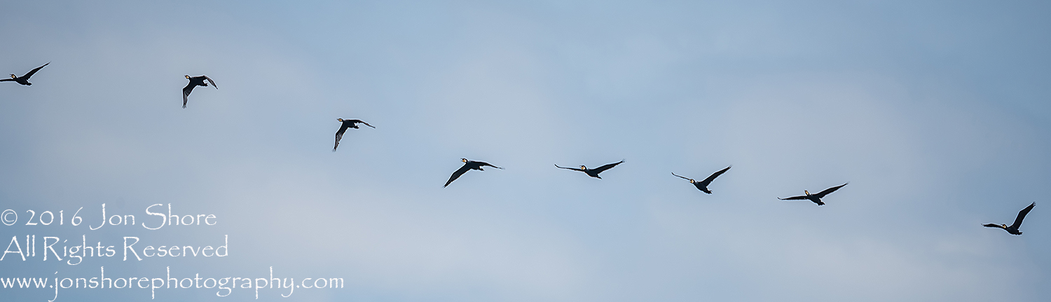 Great cormorants in formation Kemeri National Park, Latvia. Tamron 600mm