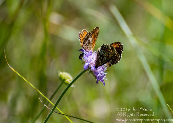 Butterflies on flower. Tamron 300mm