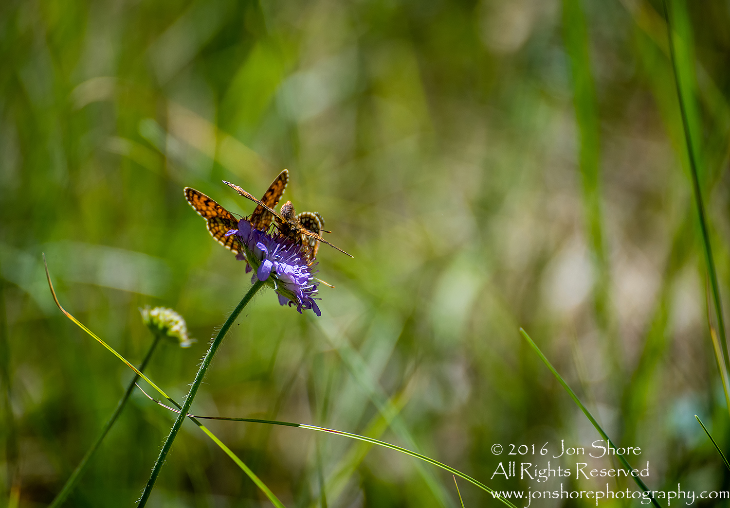 Butterflies on flower. Tamron 300mm