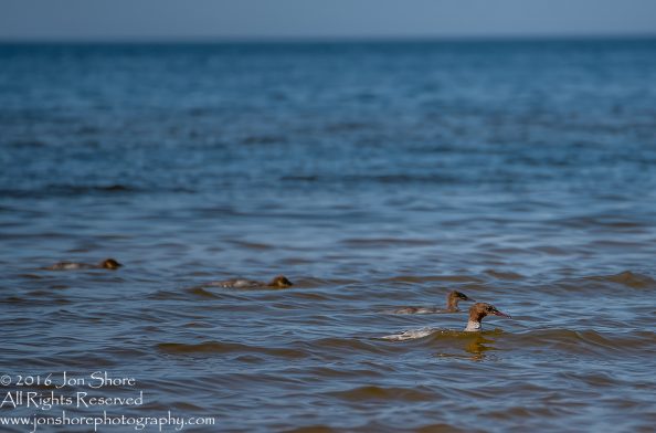 Sea Birds Fishing. Tamron 600mm lens