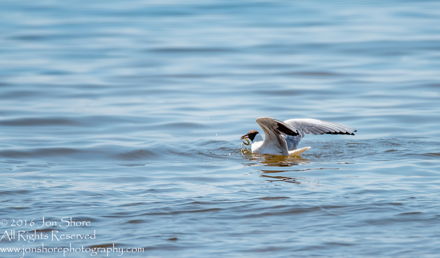 Black Headed Seagull Fishing. Tamron 600mm lens