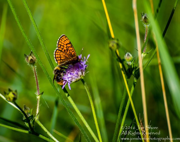 Butterfly and Bee on flower. Tamron 300mm