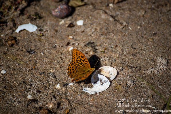 Butterfly on beach Estonia