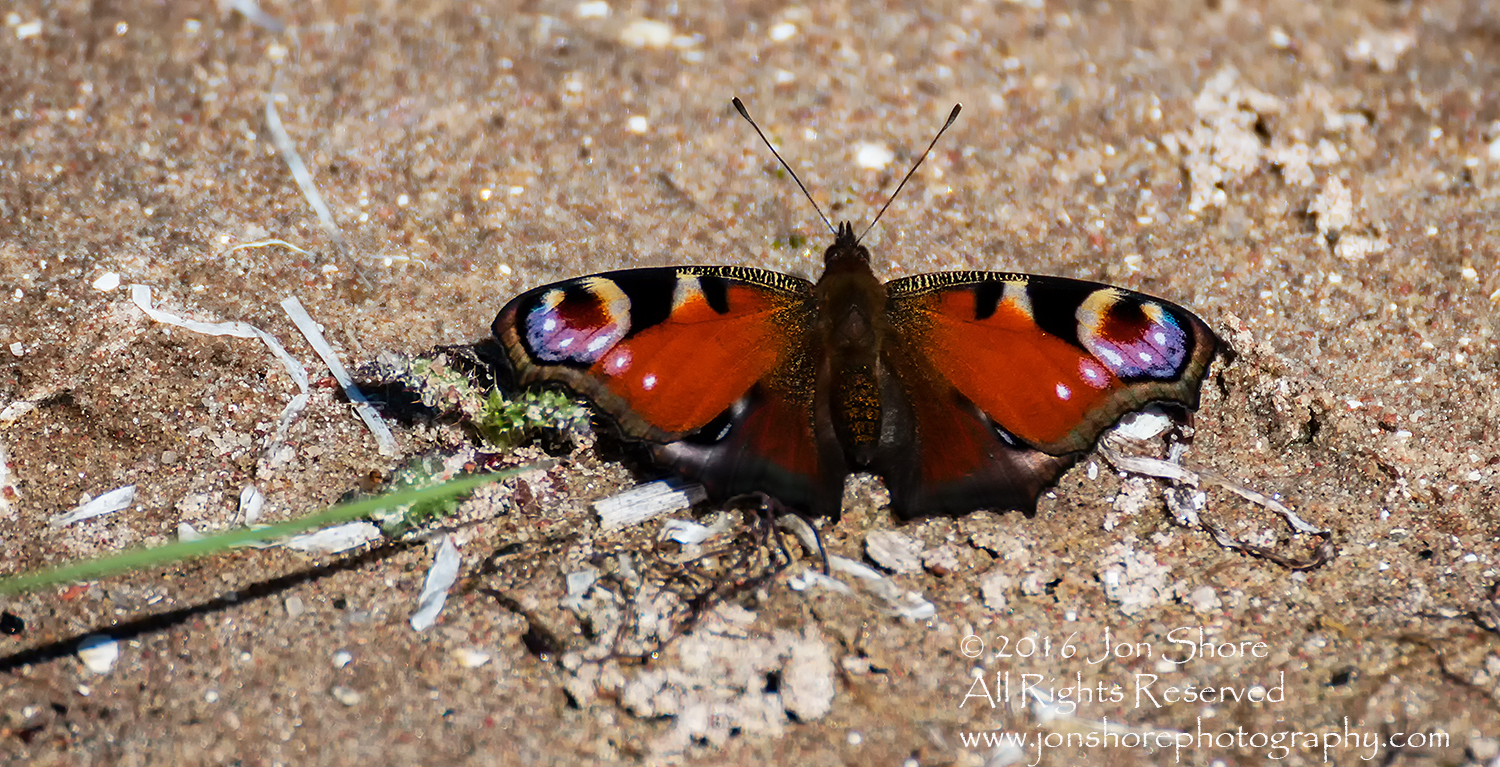 Butterfly on beach Estonia