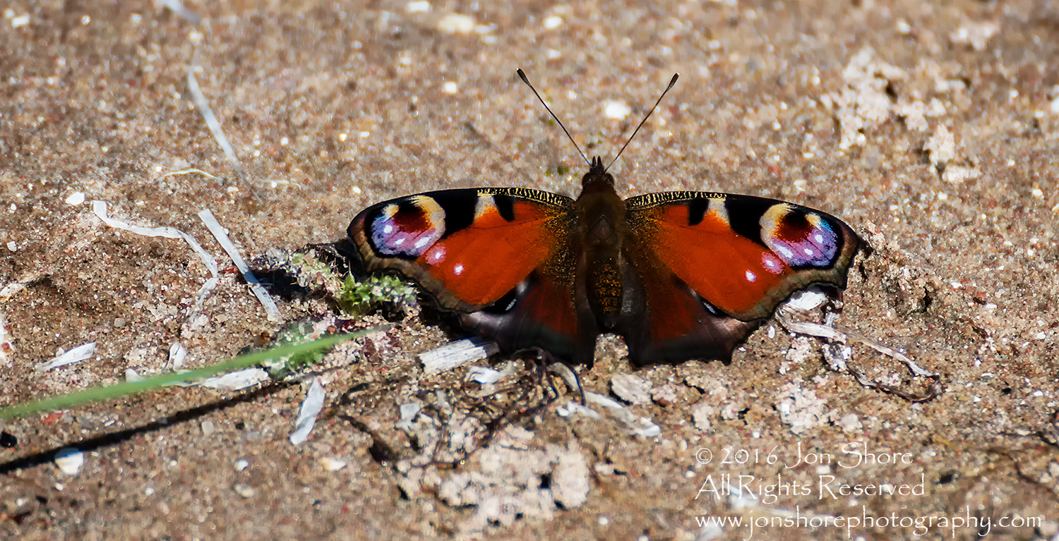 Butterfly on beach Estonia