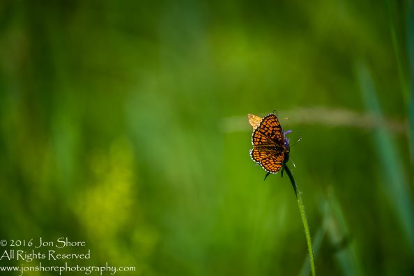 Butterflies on flower. Tamron 300mm